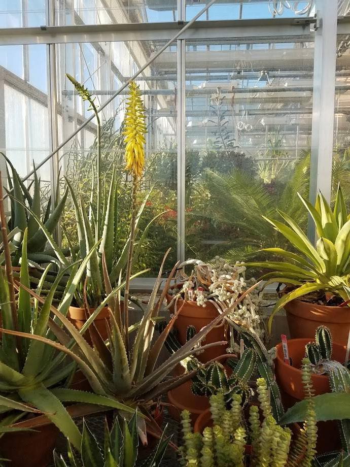 Greenhouse plants